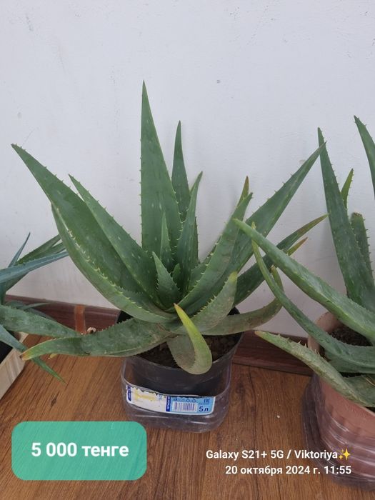 Алое 5 лет. Продажа