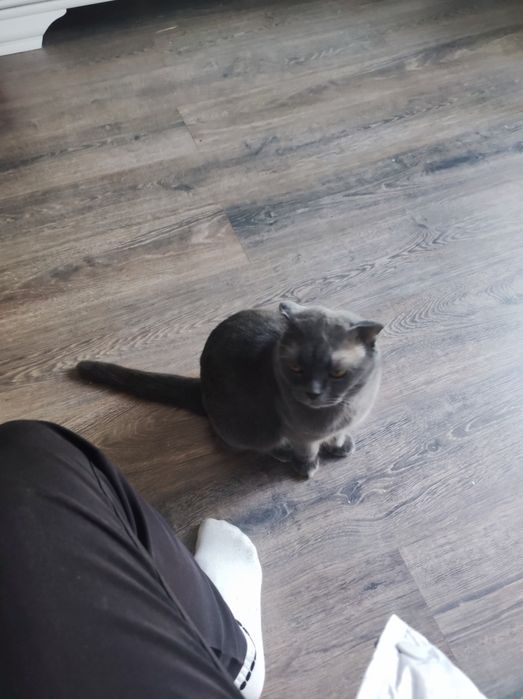 Кошку в хорошие руки бесплатно,