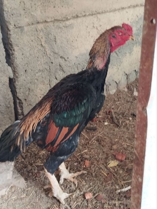 Дакан,Хонаки ва ухайли товуклари сотилади