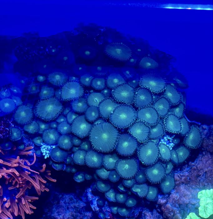 Corali acvariu marin reef apa sarata