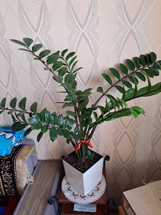 Комнатный цветок Замиакулькас