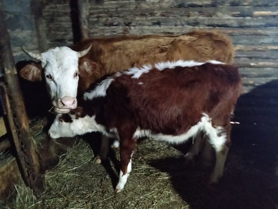 Продам двух телок 7 месяцев.