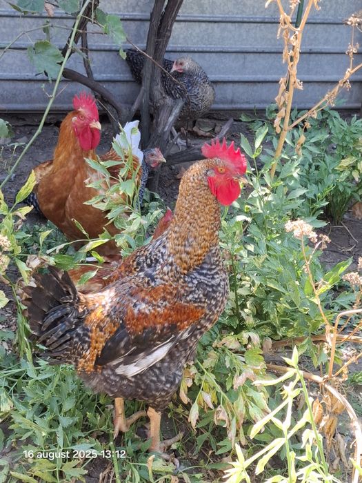 Păsări de vânzare