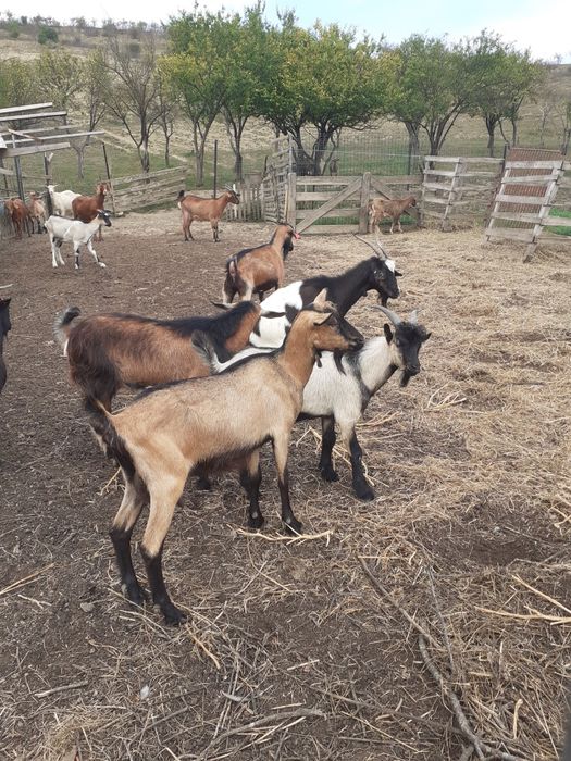 Capre iezi și țapi