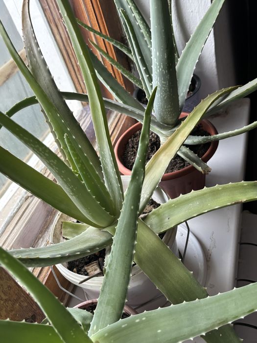 алоэ өсімдік сатылады