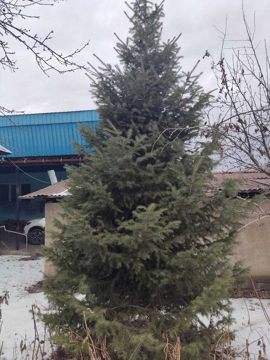 Продадим ели 5 м, 6 м, 8 м