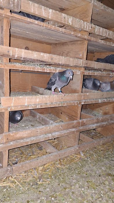 Porumbei voiajori