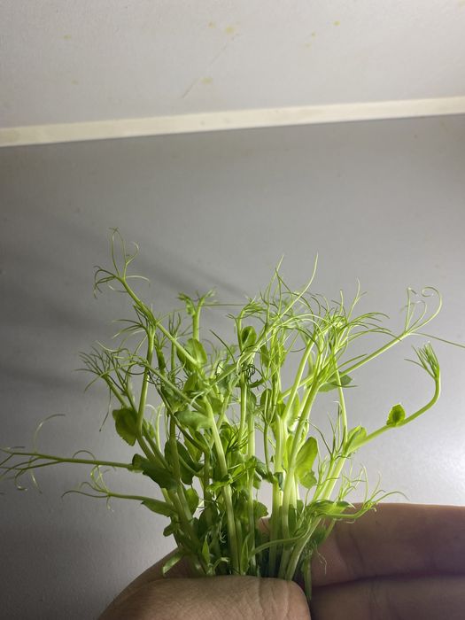 Микрозелень: Горох..