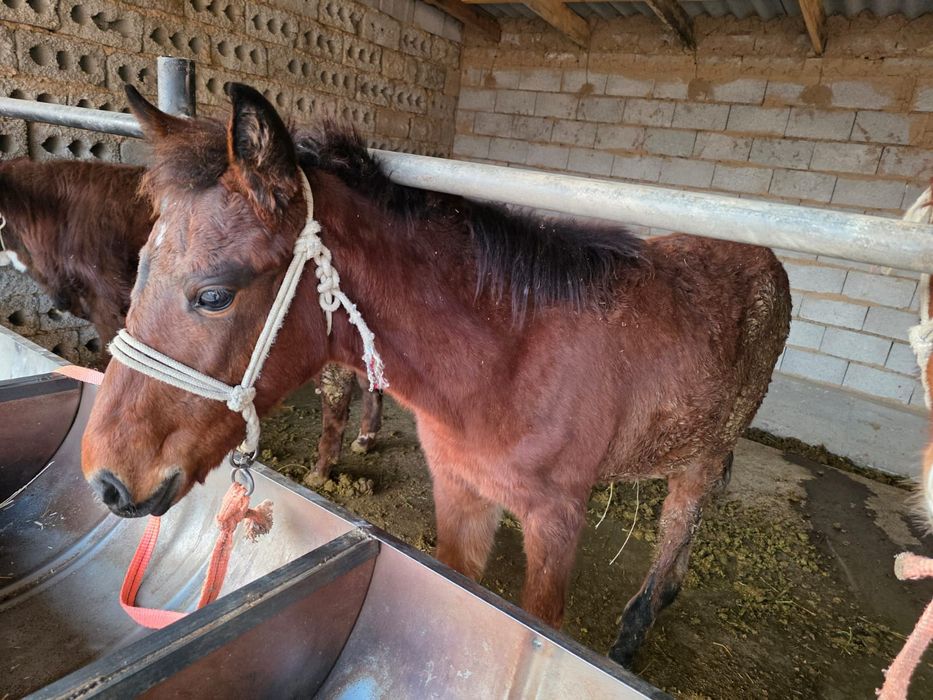 Биылғы жабағилер