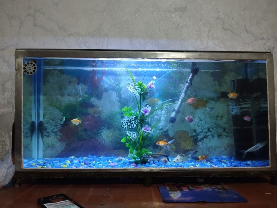 Sotiladi manzil Toshkent kelshamiz narxi