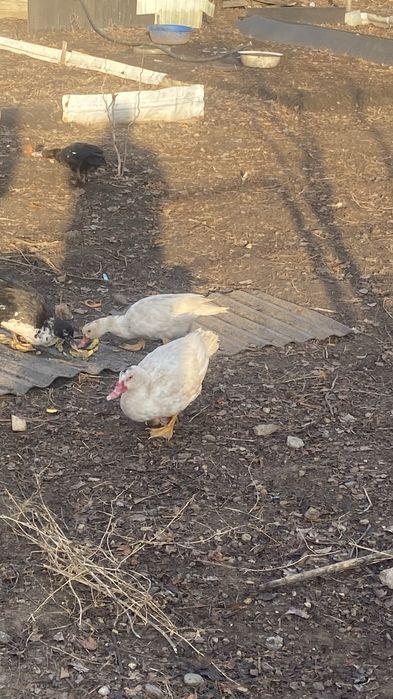 Индоутка сатамын