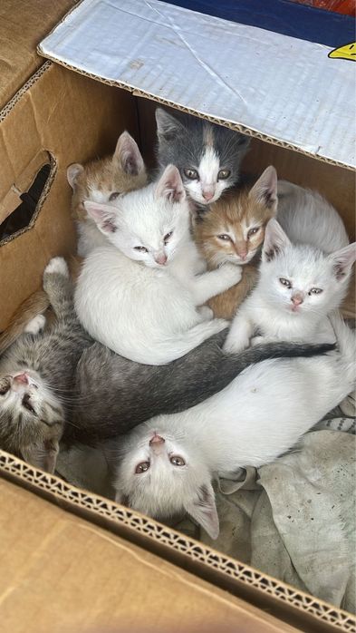 Отдам в хорошие руки