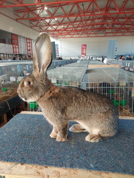 Disponibil Mascul 96,5p