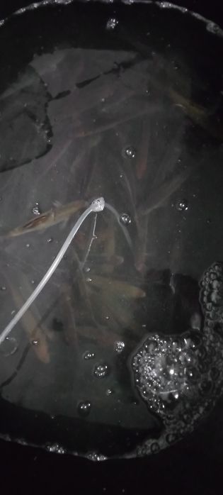 Живец чебак усач