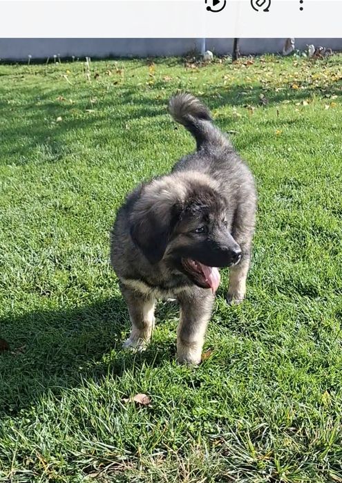 Кавказка Овчарка