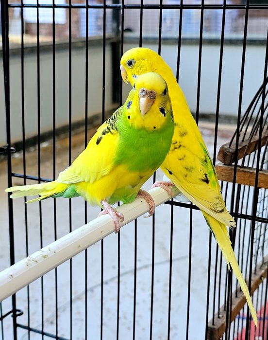 Волнистый попугайлар Valnisti para