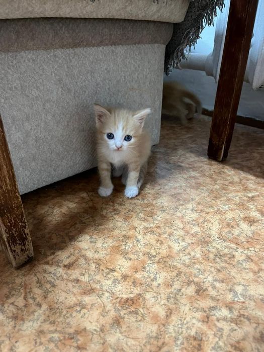 Отдам котят бесплатно