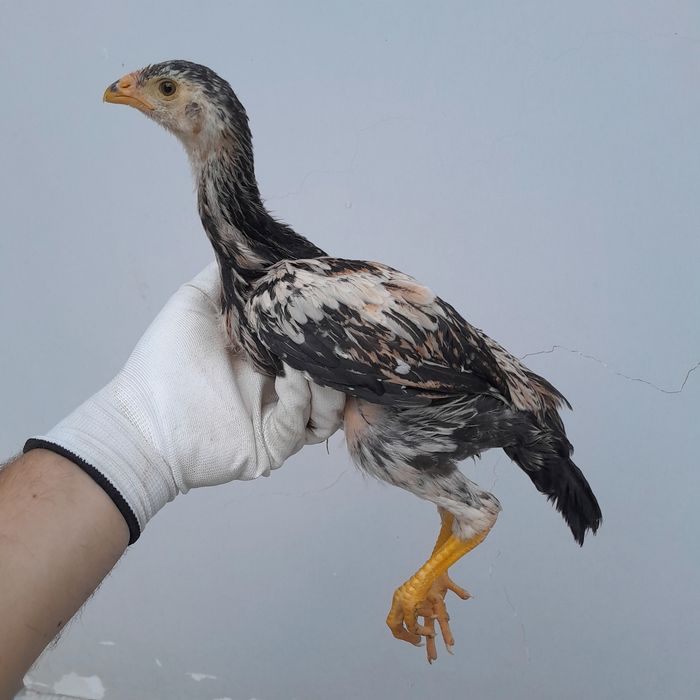 Жужалар сотилади