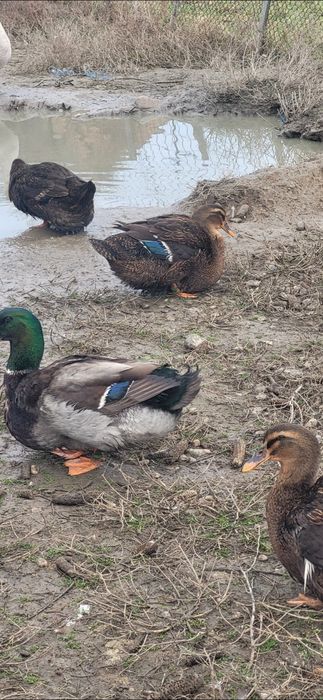 Rate rouen origine Slovacia