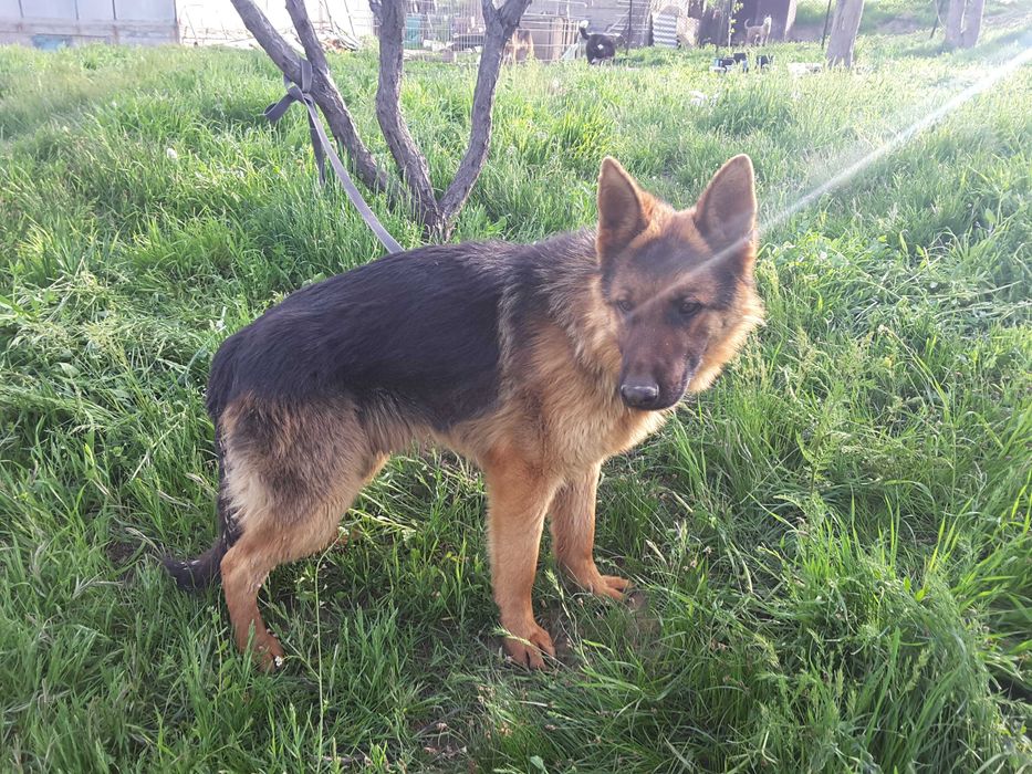 Немецкая овчарка