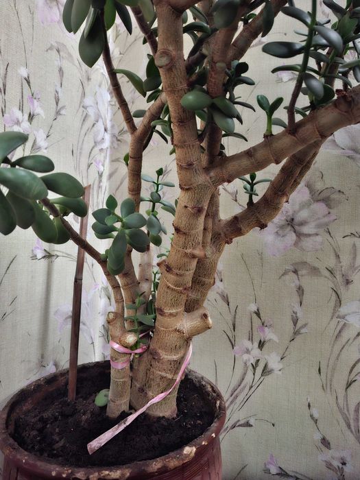 Денежное дерево. (Крассула, толстянка)