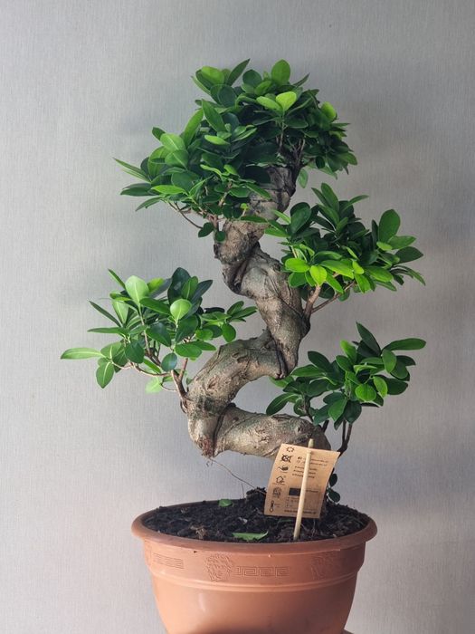 Драцена, Аглаонема, Пальма, Комнатные Растения, Орхидея, Орхидеи