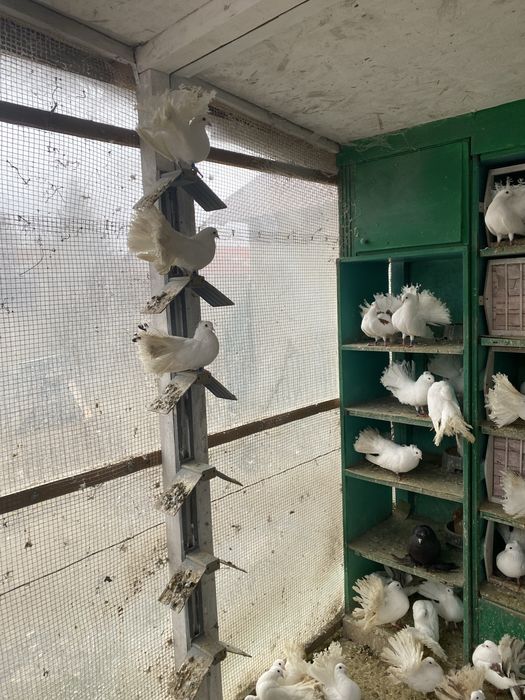 Vand porumbei voltati stil nou si vechi