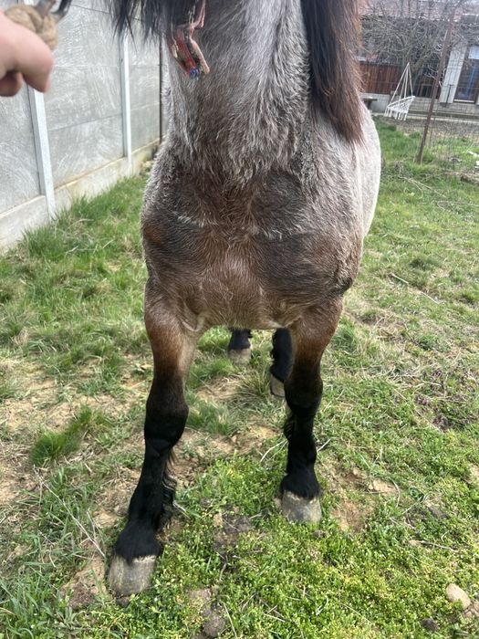 Vand manz semi greu cu influenta belgiana