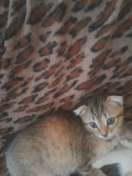 Отдам котят в добрые руки