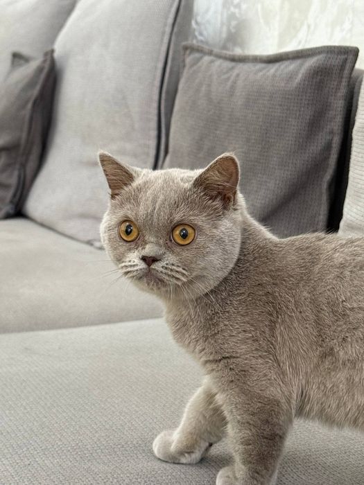 Кошка скоттиш страйт