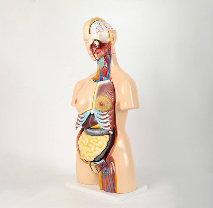 .Анатомический Торс макет  муляж 85см 19 деталий.Anotomik tors 85 cm