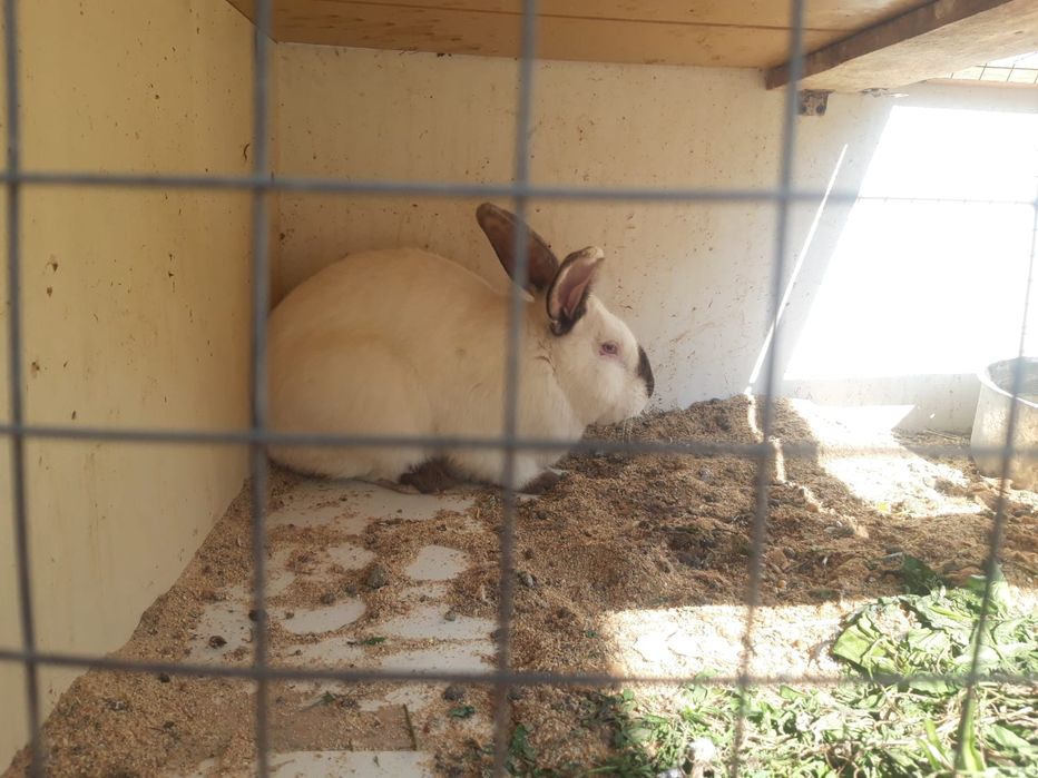Продаётся кролики Калифорнийские