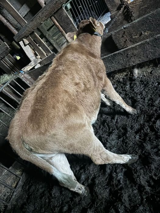 Tăuraș și Vitea bălțata românească