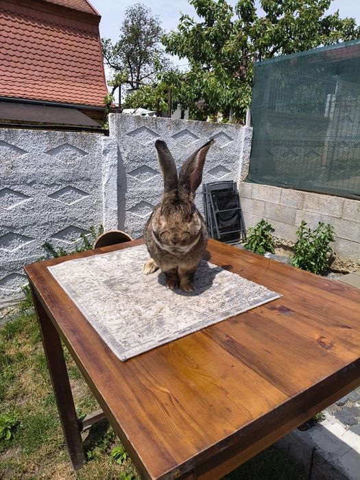 Uriaș German și Araucana gat Auriu