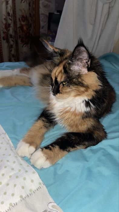 Котята породы Мейн-кун