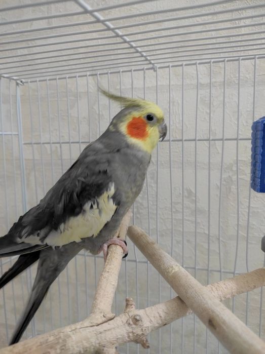 Кореллы Пара молодые