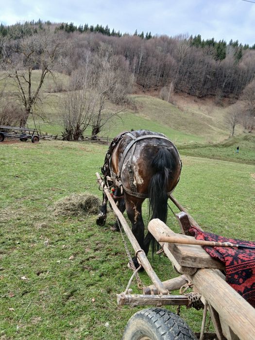 De vanzare:cal in varsta de 7 ani.