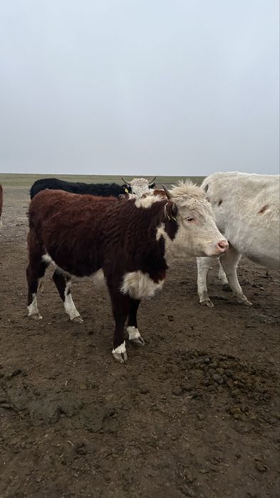 Жабағы соғым семіз