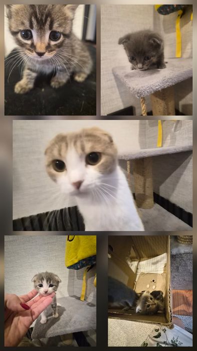 Отдам котят в хорошее руки!