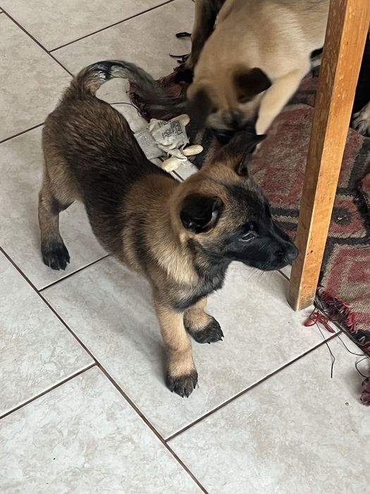 Белгийска овчарка-малиноа