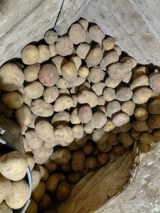 Продам семенной картофель