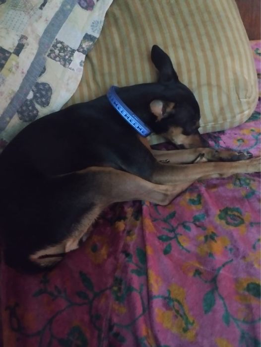 Собака сучка 1 месяц