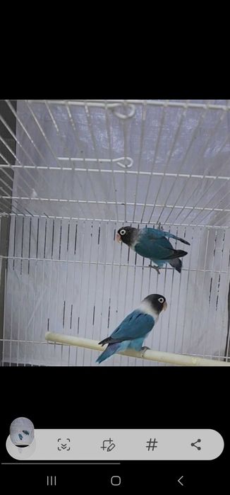 Nerazluchka Maska Lutina Paralar Неразлучники Маска Лутина Пари