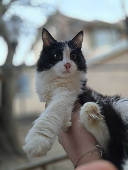 Котёнок, мальчик, 6 месяцев