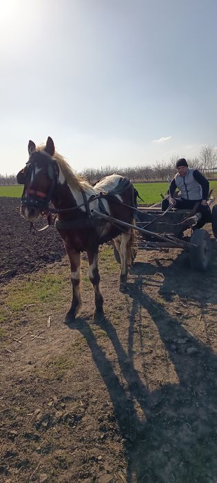 Carlan pinto de vânzare