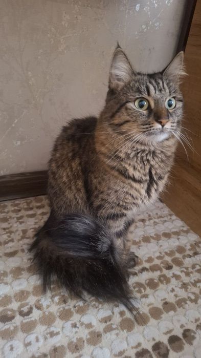 Бесплатно  одамм