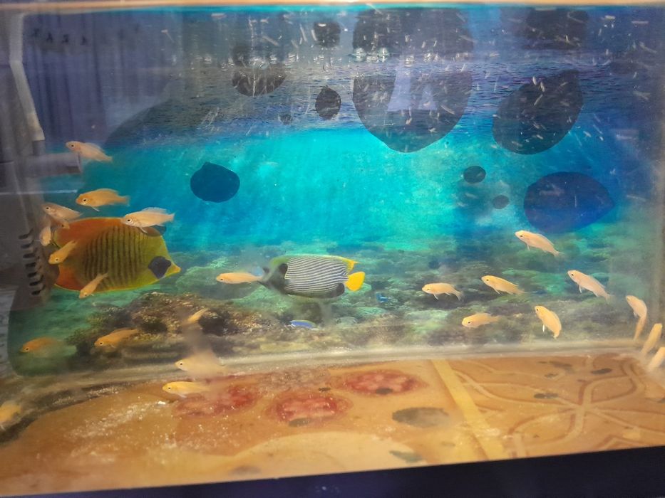 Yellow Afrika sixlid