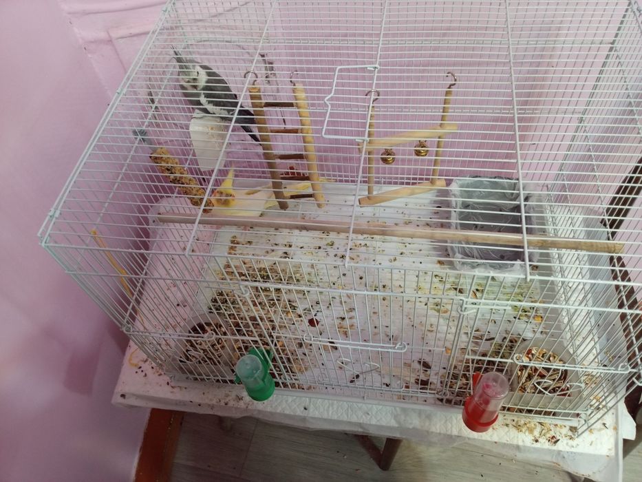 Продам попугаев. Корелл