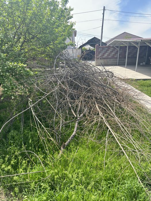 Плодовые дрова отдам БЕСПЛАТНО