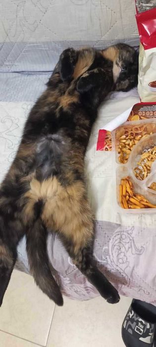 Това коте търси своя дом! Подарявам.